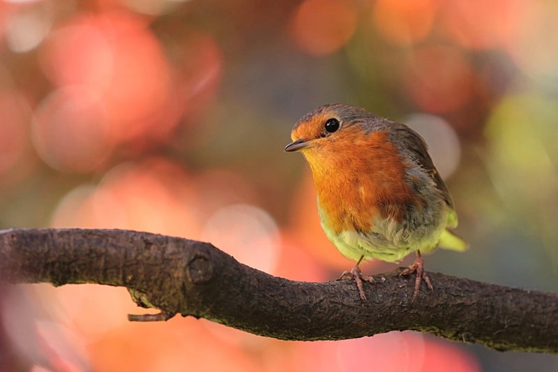Dealing with Pests in Vertical Gardens