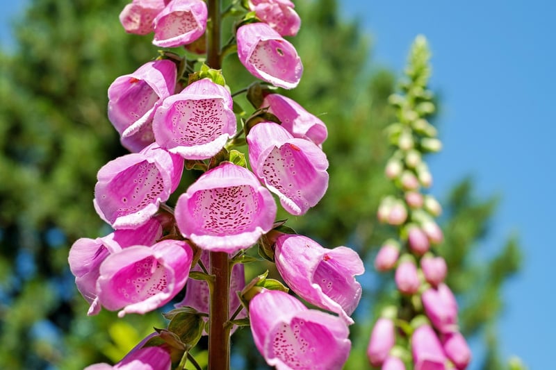Flowering Vertical Garden Plants
