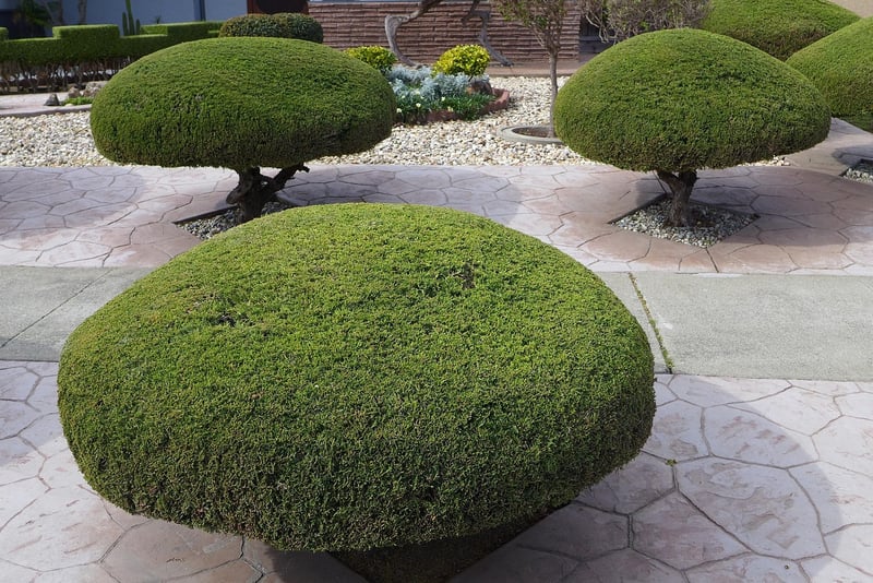 Pruning and Trimming Tips