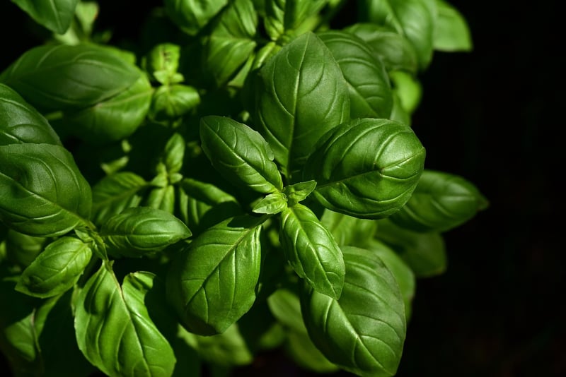 Herb Wall